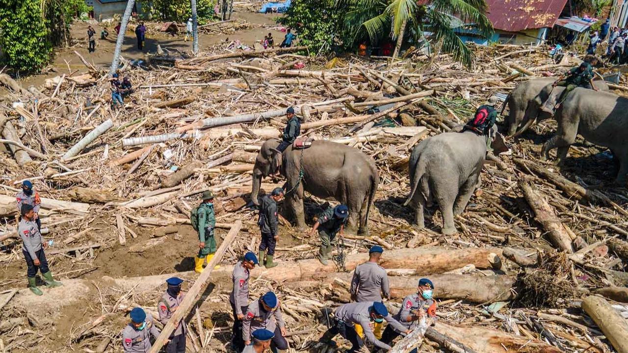FOTO: Gajah Sumatra Dikerahkan Bantu Evakuasi Pascabanjir Bandang di Pidie Jaya