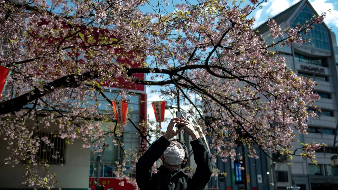 Warga Jepang Dihimbau Tidak Berkumpul Saat Menikmati Bunga Sakura