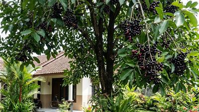 Tips Menanam Pohon Jamblang agar Cepat Tumbuh, Subur, dan Cepat Berbuah