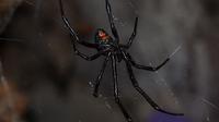 Laba-laba janda hitam atau black widow spider. (Wikimedia/Creative Commons)