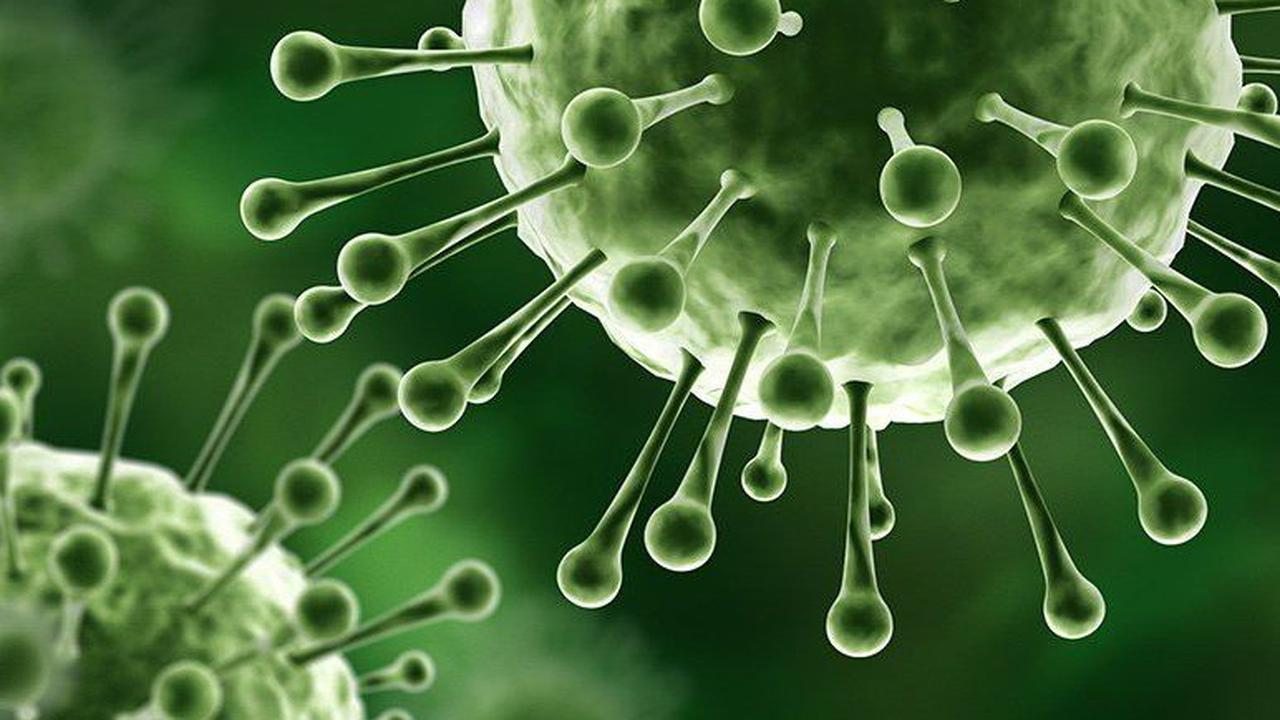 Cara Mencegah Penularan Virus Nipah, Kenali Gejalanya