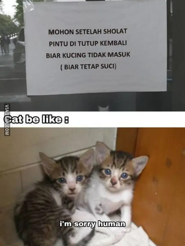 6 Imbauan Libatkan Kucing Ini Nyeleneh Banget, Bikin Heran