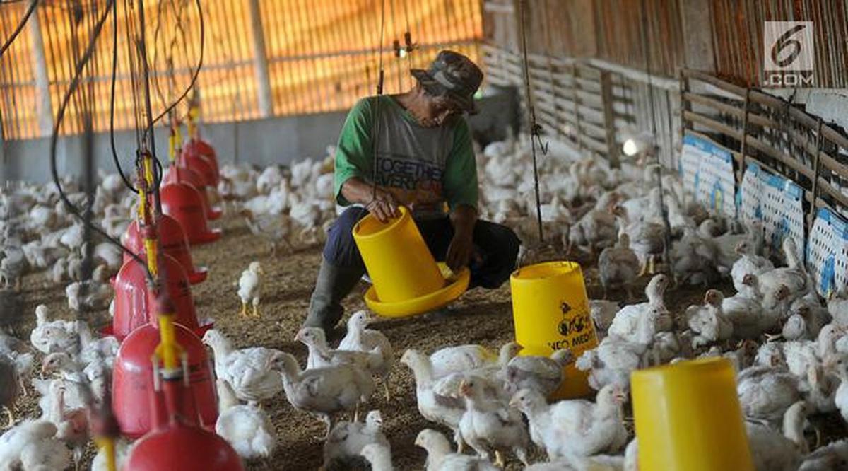 7 Usaha Ternak 1 Bulan Panen, Cepat Balik Modal &amp; Cocok untuk Pemula