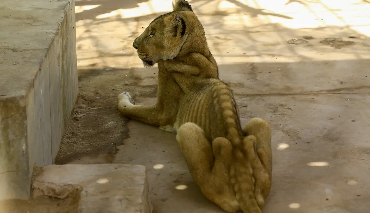 Singa betina kurang gizi duduk dalam kandang di Taman Al-Qureshi, ibu Kota Sudan di Khartoum pada 19 Januari 2020. Kampanye media sosial diluncurkan untuk menyelamatkan lima singa Afrika dari kelaparan setelah berminggu-minggu tidak mendapatkan makanan dan obat-obatan cukup. (ASHRAF SHAZLY/AFP)
