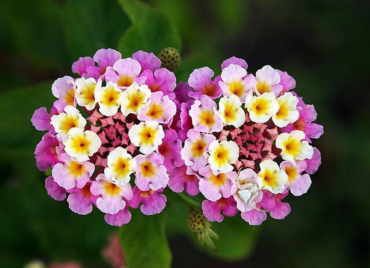 Bunga Lantana