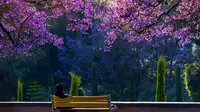 4 Destinasi Wisata Unik di Arab Saudi, Salah Satunya Tawarkan Purple Season