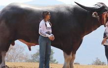 Namanya King Kong, Kerbau Ini Pecahkan Rekor Dunia Jadi yang Tertinggi di Kelasnya