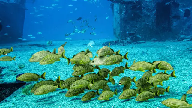 Ilustrasi cantiknya suasana bawah laut dengan rongsokan kapal karam