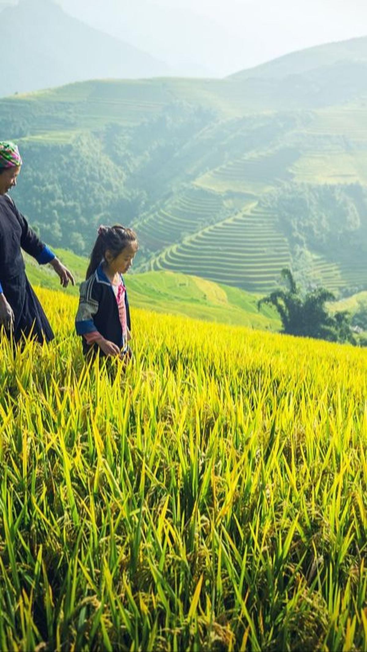 Berikut sebaran lokasi food estate yang ada di Indonesia: