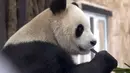 Mereka akan tinggal di kandang yang dirancang untuk menduplikasi kondisi di hutan lebat provinsi pegunungan Sichuan di China. Sebanyak 800 kilogram bambu segar akan diterbangkan setiap minggu untuk memberi makan sepasang panda tersebut. (AP Photo, Lujain Jo)