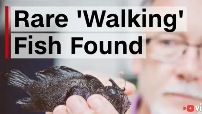 Unik, Ikan 'Berjalan' Ini Ditemukan di Selandia Baru