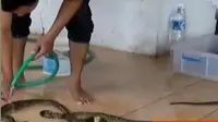 Suryo Negoro Basuki, warga desa Glonggong, punya hobi unik memelihara puluhan ekor ular.