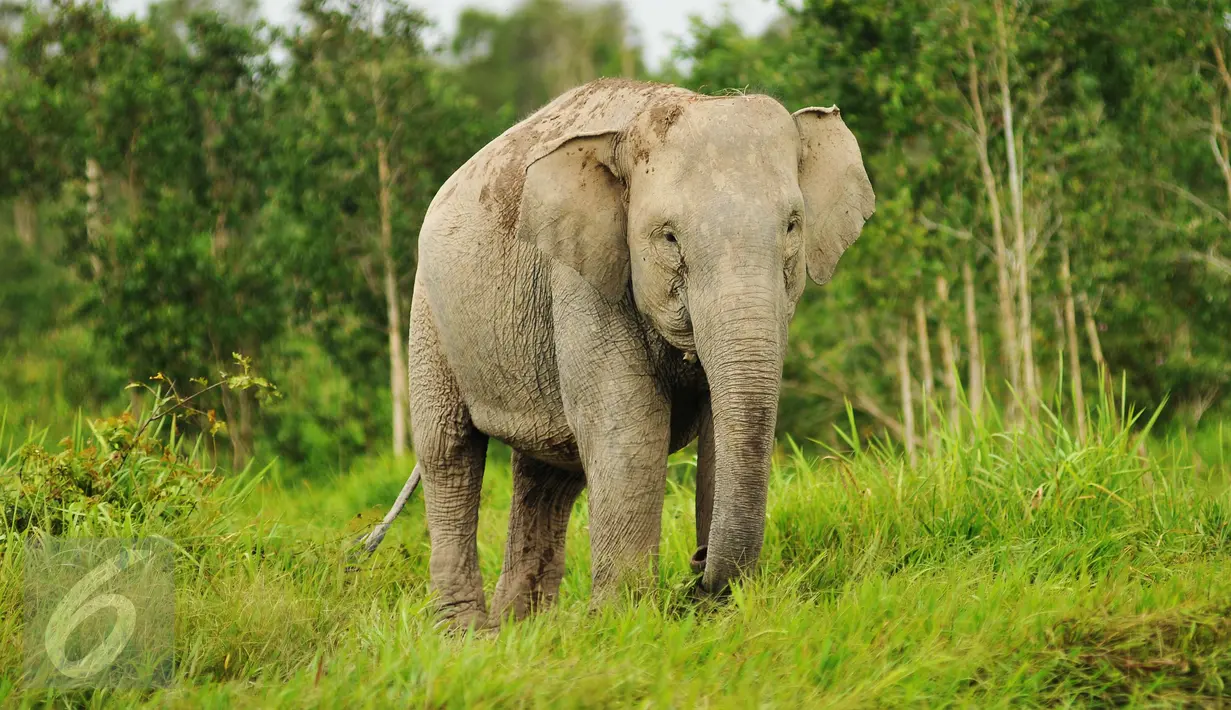 Gajah Sumatera sedang mencari makan di Sebokor, Ogan Komering Ilir, Sumatra Selatan, (25/3). Gajah Sumatra ini didatangkan dari Pusat Latihan Gajah (PLG) Padang Sugihan. (Liputan6.com/Gempur M Surya)