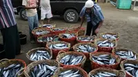 Seorang pengumpul ikan memasukkan ikan tongkol ke dalam keranjang dari hasil tangkapan nelayan, di daerah Pasia Nan Tigo, Koto Tangah, Padang, Sumbar. (Antara)
