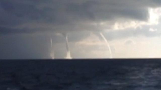 Ilustrasi Belalai Air