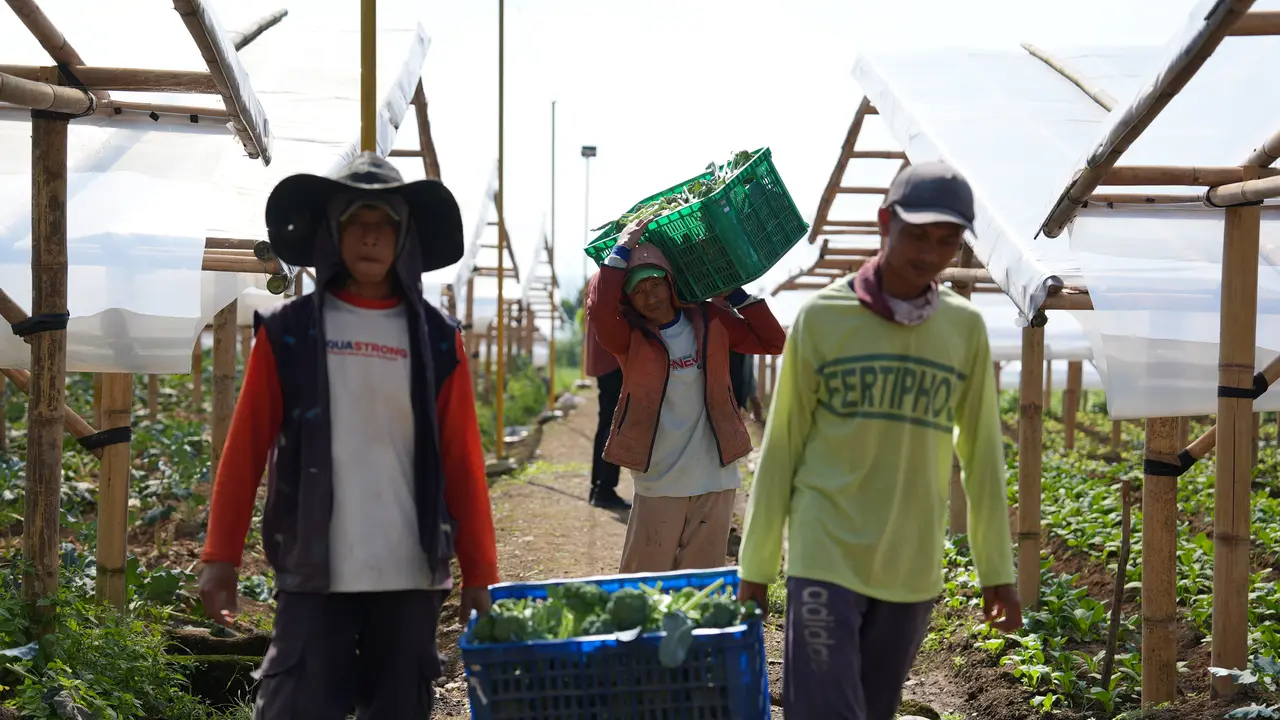 Petani di Cipanas Rasakan Dampak Nyata MBG