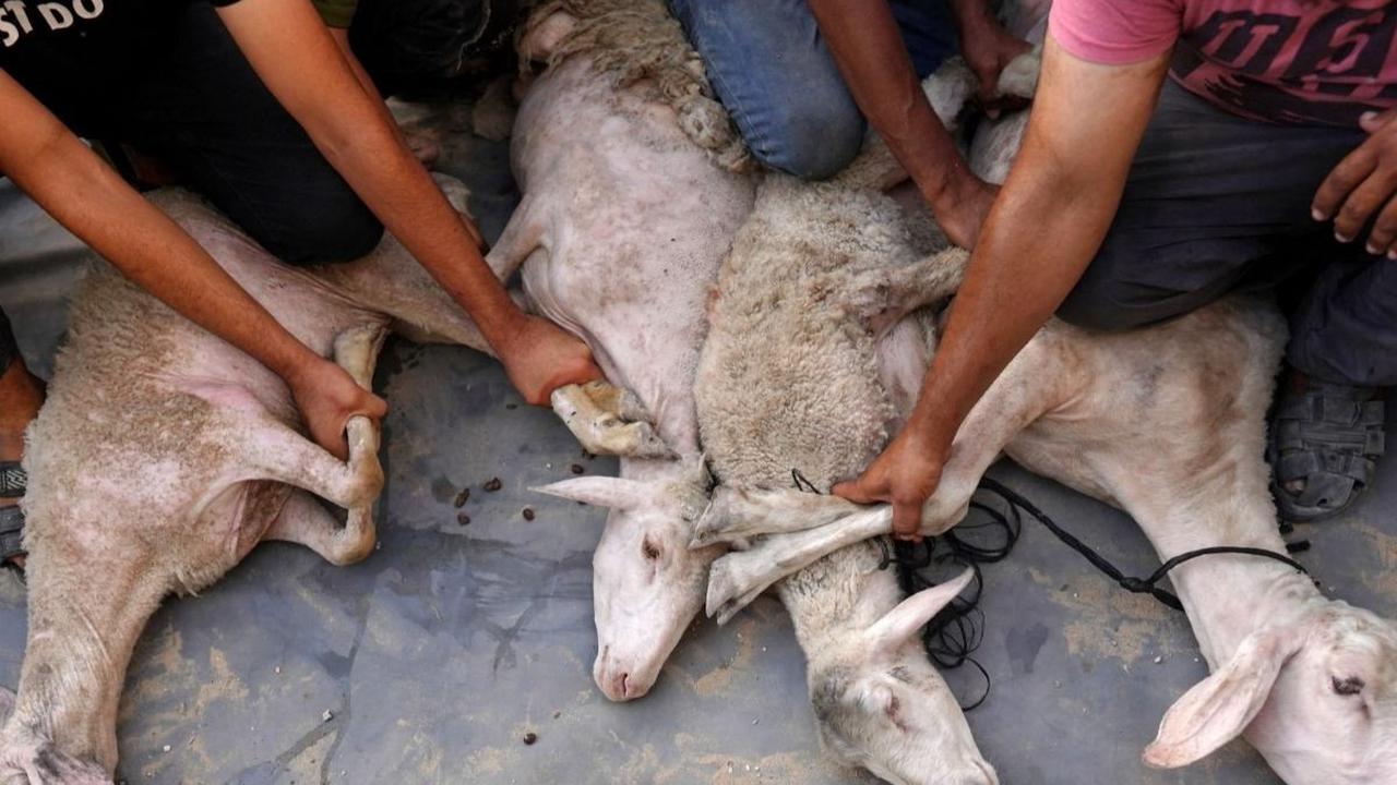 Untuk diketahui, Iduladha, yang juga dikenal sebagai Hari Raya Kurban, merupakan salah satu hari besar dalam kalender Islam. Foto: BASHAR TALEB / AFP<br>