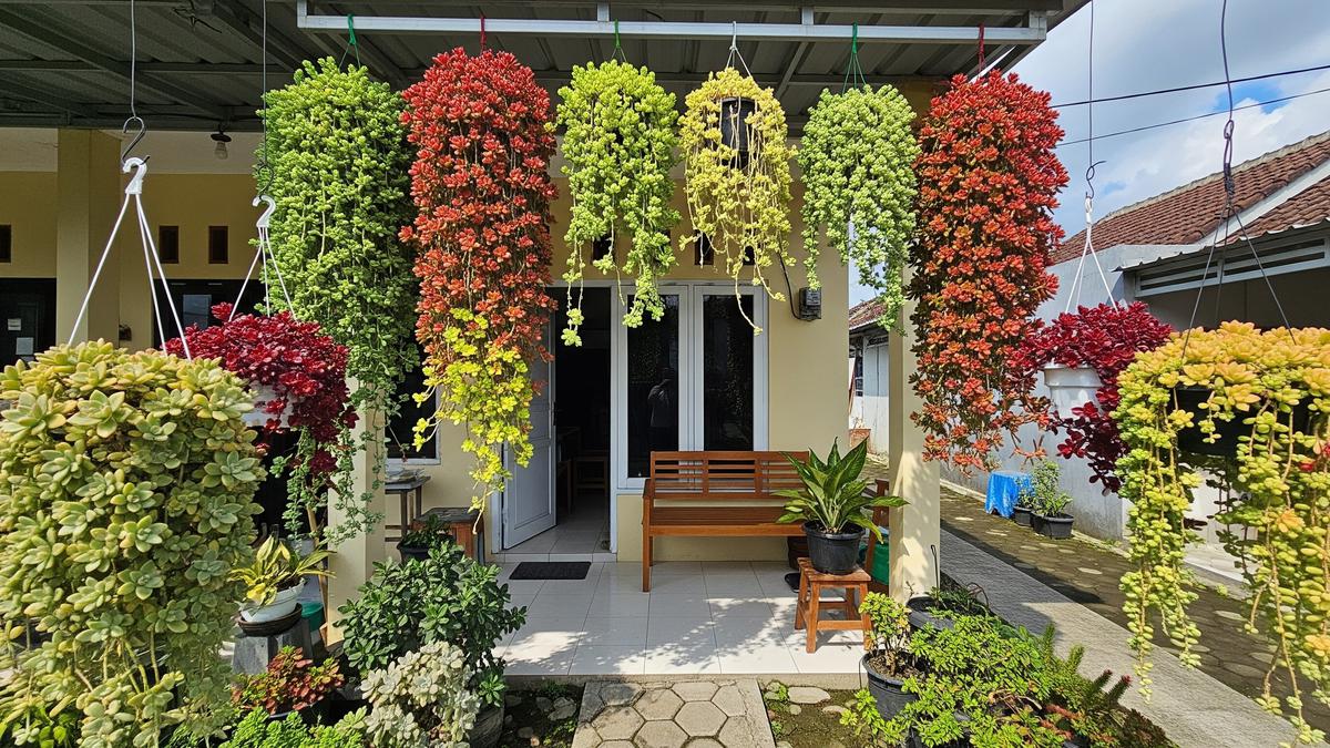 5 Tanaman Teras Rumah Estetik Low Budget, Cantik dan Mudah Dirawat