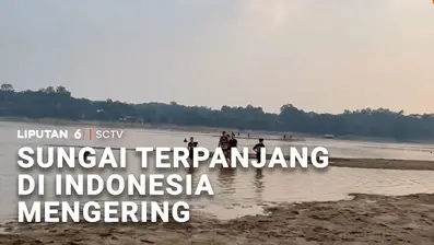 Musim kemarau yang memicu kekeringan, tak hanya menyebabkan kebakaran hutan meluas dan krisis air bersih bagi warganya. Sungai Kapuas yang menjadi sungai terpanjang di Indonesia, mengering.