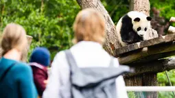 Para pengunjung mengamati anak panda raksasa di Kebun Binatang Berlin, ibu kota Jerman, pada 28 Mei 2020. Kebun Binatang Berlin dibuka kembali untuk umum pada 28 April setelah ditutup selama lebih dari sebulan akibat COVID-19. (Xinhua/Binh Truong)