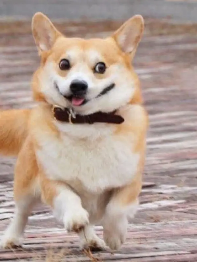 Perkenalkan Gen, Anjing Corgi Lucu Paling Ekspresif dari Jepang