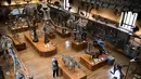 Pengunjung mengambil gambar kerangka dinosaurus yang ada di galeri paleontologi Museum Sejarah Alam Prancis di Paris, Kamis (16/11). Museum yang menyimpan ribuan tulang belulang hewan dan benda purba ini berencana merenovasi gedungnya. (Martin BUREAU/AFP)