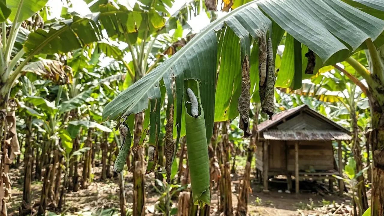 Cara Menghilangkan Ulat Penggulung Daun Pisang