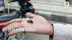 Sejumlah orang di taman cerdas Samarinda menjadi korban serangan tawon.