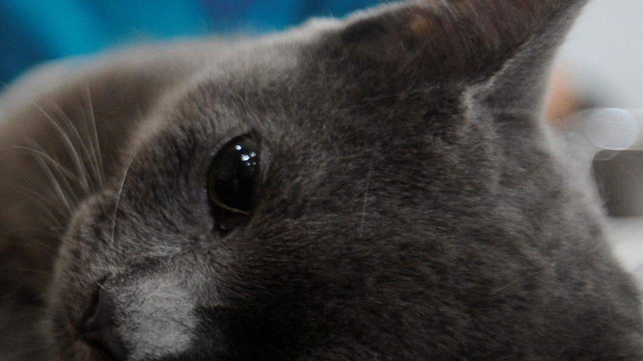 Lebih dari 200 kucing lokal dilakukan sterilisasi. Foto: merdeka.com / Arie Basuki