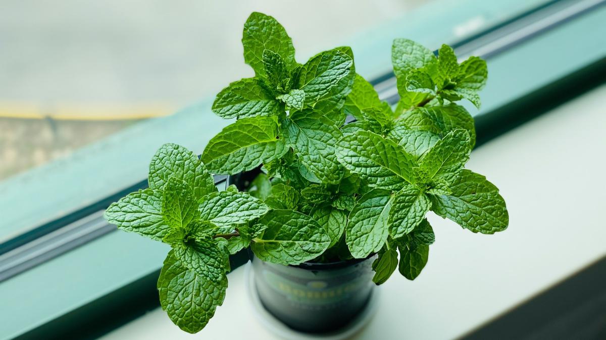 Mint