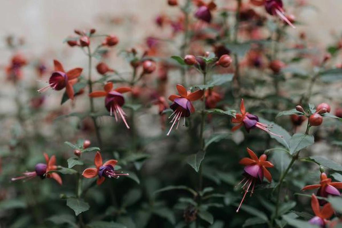 8 Bunga Cantik untuk Balkon dan Teras Sempit, Perawatannya Anti-ribet