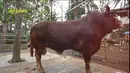 Setelah itu, pria kelahiran Bandung 47 tahun silam itu berburu sapi kurban lagi untuk sang ibu. Ia mencari sapi jumbo ke daerah Ciawi, Bogor, Jawa Barat. Potret sapi yang berhasil dibawa pulang Irfan untuk sang ibu. [Youtube/deHakims channel]