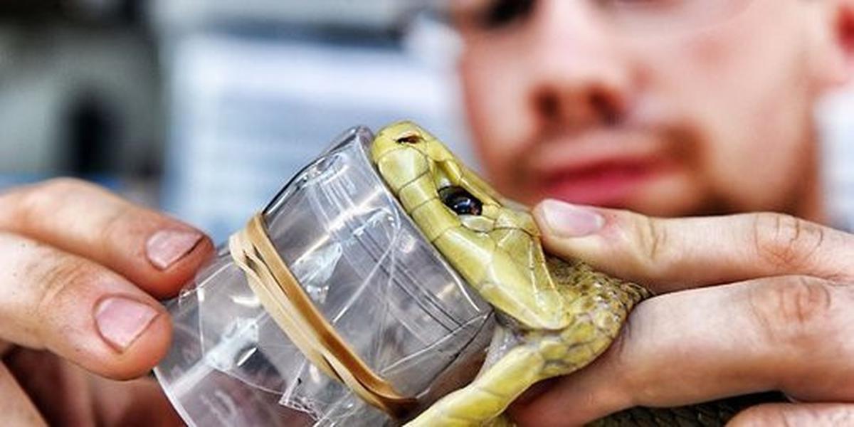 Pemerah bisa ular (snake milker)