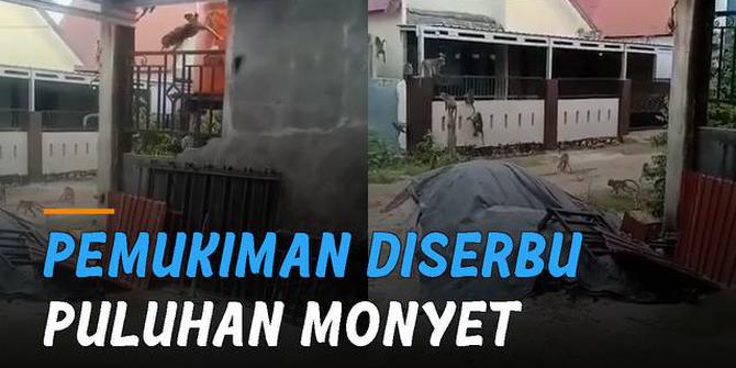 VIDEO: Pemukiman Warga Diserbu Puluhan Monyet, Netizen Akibat Hutan Dibabat