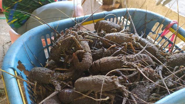 Lobster segar hasil tangkapan nelayan pantai selatan Garut, Jawa Barat, tengah melimpah saat imlek tahun ini