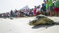 Serunya Bercengkrama dengan Penyu di Pulau Buatan Dubai