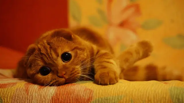 [Bintang] Di Malaysia Lagi Heboh Soal Daging Kucing yang Dijual Secara Online