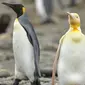 Penguin Kuning (Sumber: Instagram/yves_adams)