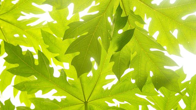 Ilustrasi daun pepaya