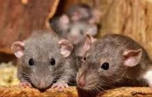 Cara Usir Tikus Pakai 1 Bahan Dapur, Lebih Ampuh dan Aman Tanpa Perangkap