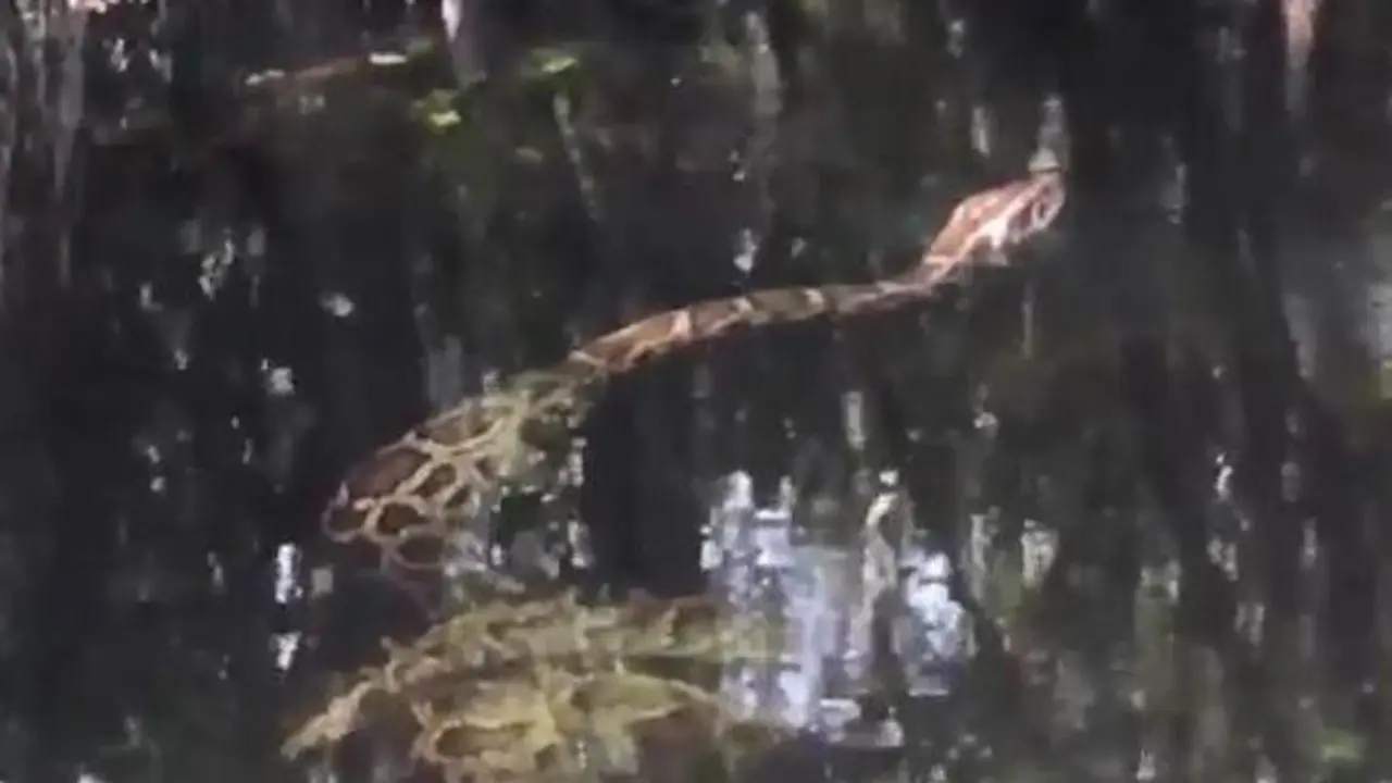 Pertarungan Sengit Ular Piton VS Buaya, Siapa Juara?  
