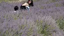Banyak wisatawan dari luar negeri berdatangan untuk melihat keindahan dari ladang lavender tersebut. (Nicolas TUCAT / AFP)