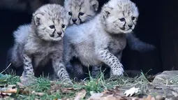 Ibu cheetah, Isantya bersama tiga bayinya saat dalam kandang di kebun binatang di Muenster, Jerman, Jumat (9/11). Tiga bayi cheetah tersebut mulai menjelajahi kandang mereka hari ini. (AP Photo/Martin Meissner)