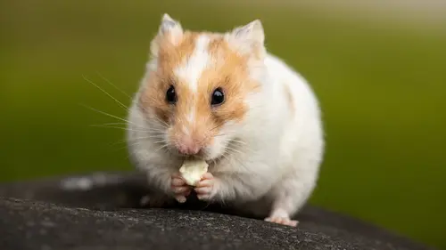 Nama deals latin hamster
