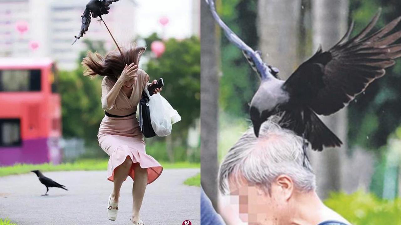 Penyerangan Burung Gagak