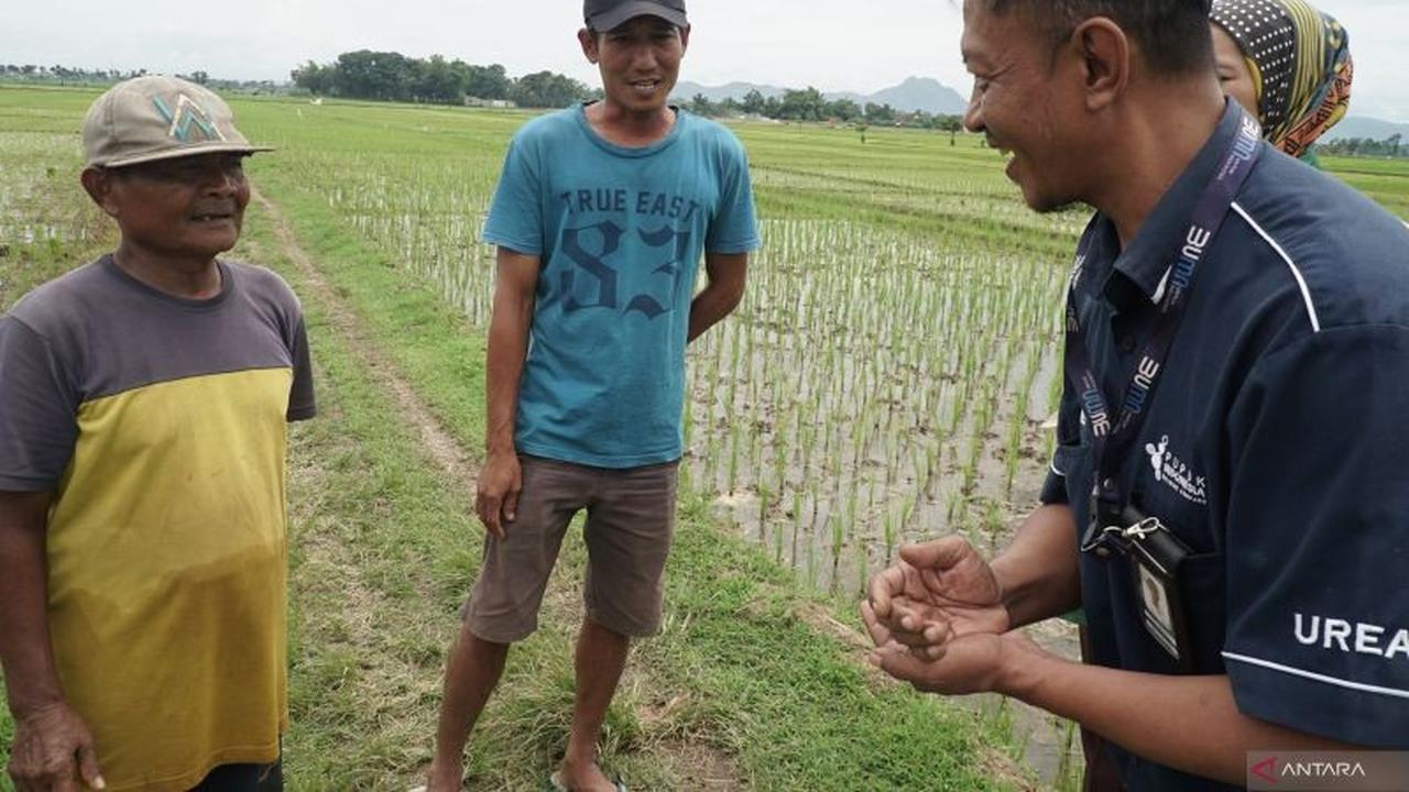 Serapan Pupuk Subsidi Tulungagung Capai 90 Persen Menjelang Akhir 2025