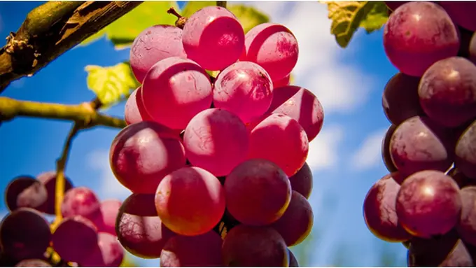 Courtesy ShutterStock.com