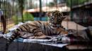 Seekor anak harimau bengal yang baru lahir bernama "Covid" terlihat di Pusat Penyelamatan dan Rehabilitasi Satwa Liar "BioZoo" di negara bagian Veracruz, Meksiko, 5 April 2020. Pemberian nama itu terinspirasi dari pandemi yang saat ini tengah melanda dunia yaitu Corona COVID-19. (VICTORIA RAZO/AFP)