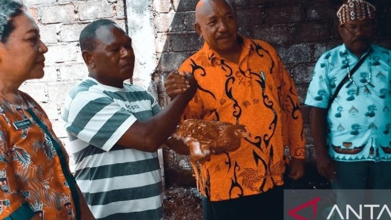 Fakta Menarik: Peternak OAP Biak Siap Suplai 60 Ribu Butir Telur Harian untuk Program Makan Bergizi Gratis