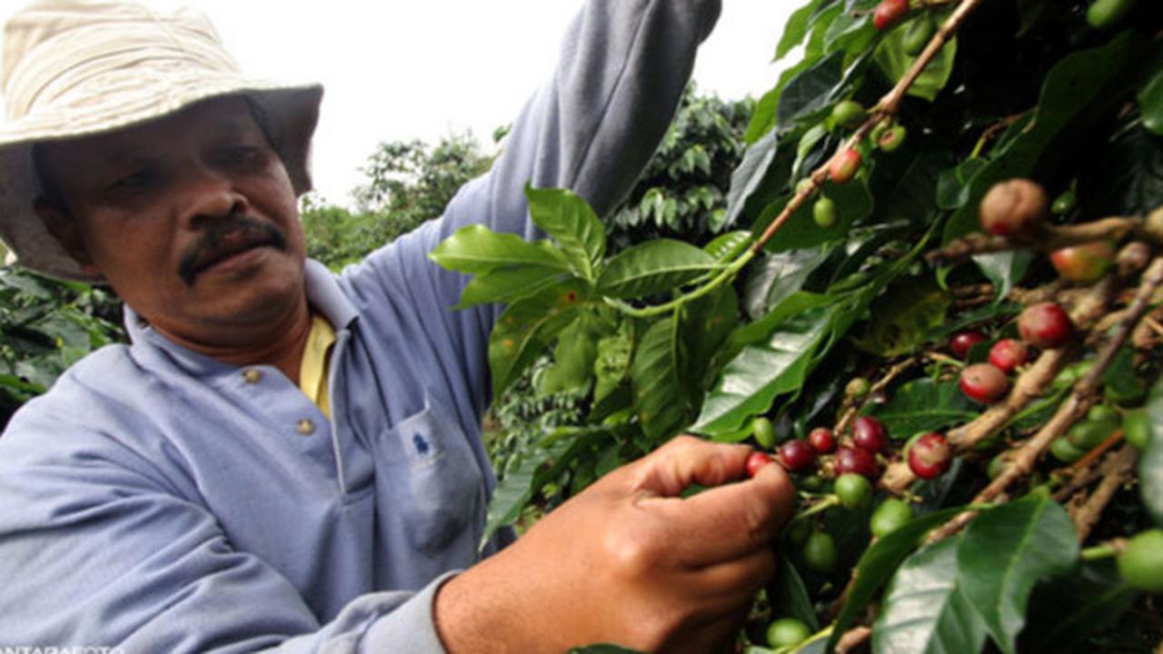 PMO Kopi Nusantara dan Tokopedia Kolaborasi Tingkatkan Pemasaran dan Budi Daya Kopi Indonesia